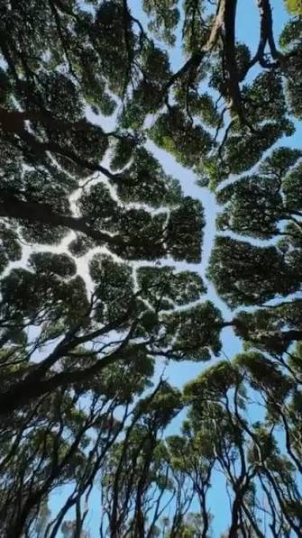 Copas de árboles formando un patrón natural de separación, metáfora de la tokenización de activos forestales